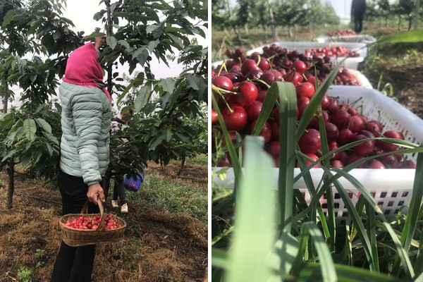 Chinese Government to Train Nigerian Farmers on Modern Agricultural Production